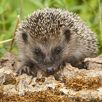 Igel