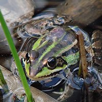 Froschh�pfen