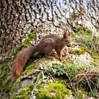 Eichörnchen