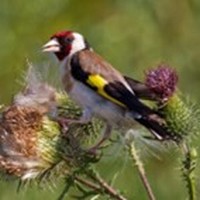 Distelfink
