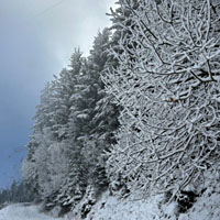 Winterwald
